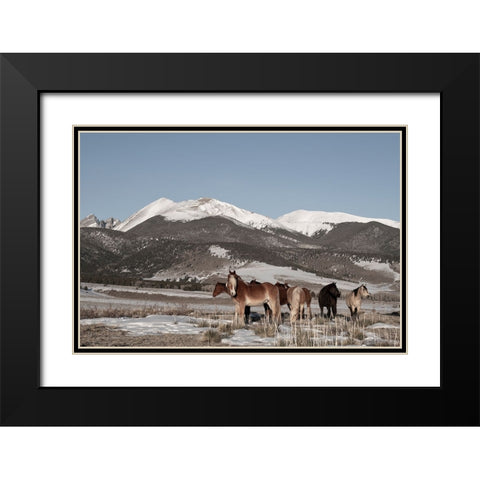 USA-Colorado-Music Meadows Ranch Herd of horses with Rocky Mountains in the distance Black Modern Wood Framed Art Print with Double Matting by Hopkins, Cindy Miller