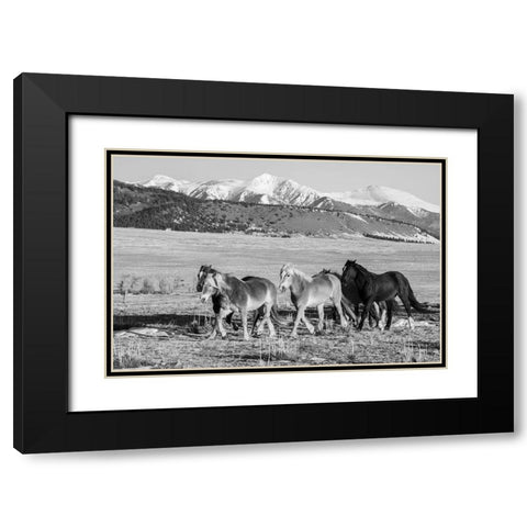 USA-Colorado-Westcliffe Music Meadows Ranch Herd of horses with Rocky Mountains in the distance Black Modern Wood Framed Art Print with Double Matting by Hopkins, Cindy Miller