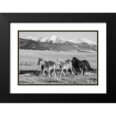 USA-Colorado-Westcliffe Music Meadows Ranch Herd of horses with Rocky Mountains in the distance Black Modern Wood Framed Art Print with Double Matting by Hopkins, Cindy Miller