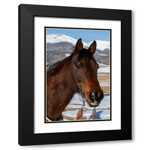USA-Colorado-Westcliffe Music Meadows Ranch Bay ranch horse Black Modern Wood Framed Art Print with Double Matting by Hopkins, Cindy Miller