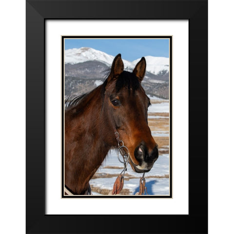 USA-Colorado-Westcliffe Music Meadows Ranch Bay ranch horse Black Modern Wood Framed Art Print with Double Matting by Hopkins, Cindy Miller