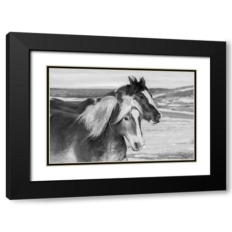USA-Colorado-Westcliffe Music Meadows Ranch Ranch horses in winter Black Modern Wood Framed Art Print with Double Matting by Hopkins, Cindy Miller