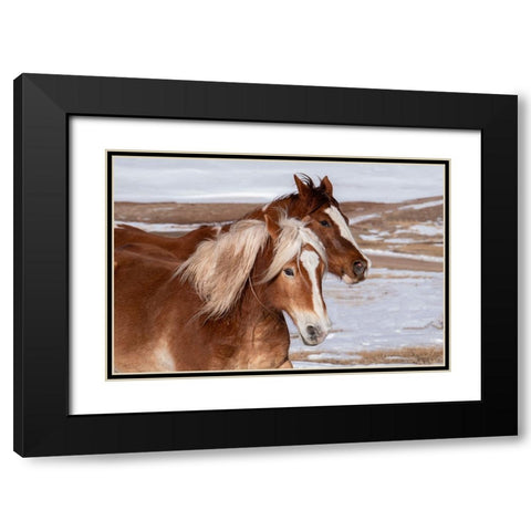 USA-Colorado-Westcliffe Music Meadows Ranch Ranch horses in winter Black Modern Wood Framed Art Print with Double Matting by Hopkins, Cindy Miller