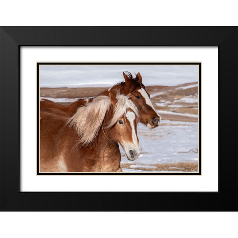 USA-Colorado-Westcliffe Music Meadows Ranch Ranch horses in winter Black Modern Wood Framed Art Print with Double Matting by Hopkins, Cindy Miller