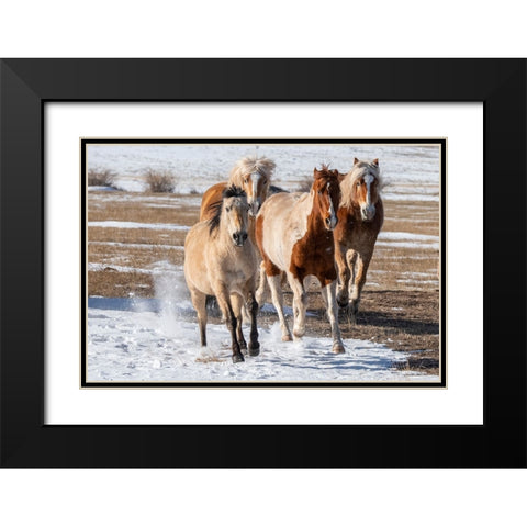 USA-Colorado-Westcliffe Music Meadows Ranch Herd of mixed breed horses running in the snow Black Modern Wood Framed Art Print with Double Matting by Hopkins, Cindy Miller