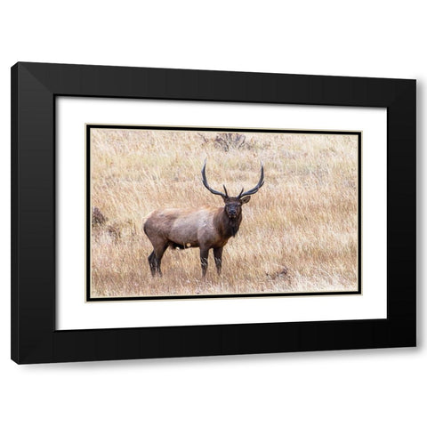 USA-bull elk Black Modern Wood Framed Art Print with Double Matting by Theodore, George and Marilu