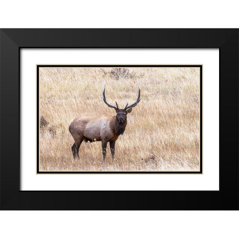 USA-bull elk Black Modern Wood Framed Art Print with Double Matting by Theodore, George and Marilu