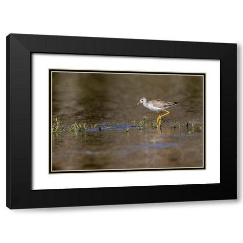 Lesser yellowlegs-Myakka River State Park-Florida Black Modern Wood Framed Art Print with Double Matting by Jones, Adam