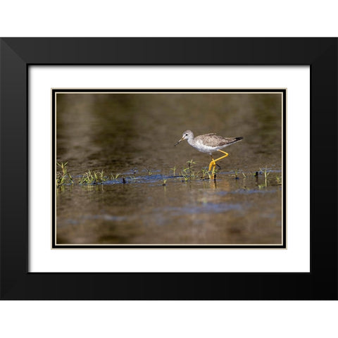 Lesser yellowlegs-Myakka River State Park-Florida Black Modern Wood Framed Art Print with Double Matting by Jones, Adam