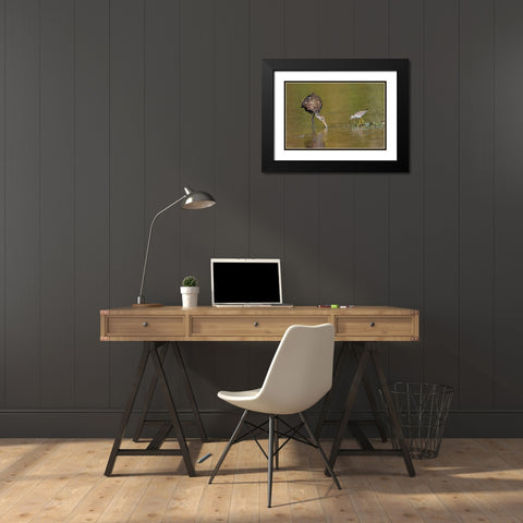Limpkin and Lesser yellowlegs feeding Myakka River State Park-Florida Black Modern Wood Framed Art Print with Double Matting by Jones, Adam