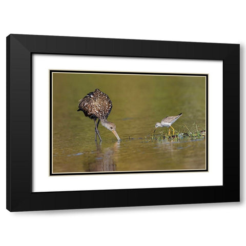 Limpkin and Lesser yellowlegs feeding Myakka River State Park-Florida Black Modern Wood Framed Art Print with Double Matting by Jones, Adam