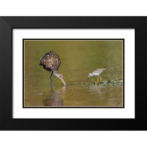 Limpkin and Lesser yellowlegs feeding Myakka River State Park-Florida Black Modern Wood Framed Art Print with Double Matting by Jones, Adam