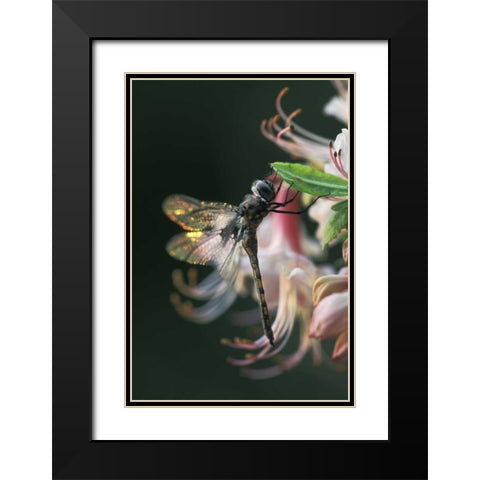 Georgia, Close-up of dragonfly Backlit on Azalea Black Modern Wood Framed Art Print with Double Matting by Rotenberg, Nancy