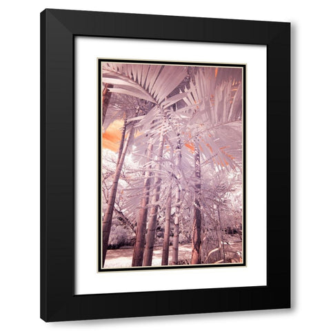 USA-Hawaii-Kauai-Infrared of palm trees of Kauai Black Modern Wood Framed Art Print with Double Matting by Eggers, Terry