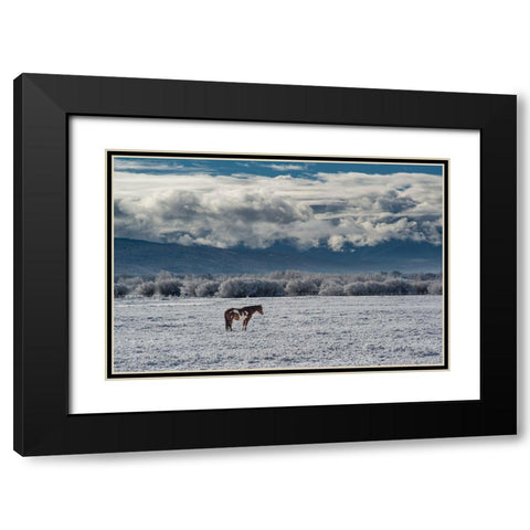 Horse grazing in winter with Bighole Mountains in the distance-Teton Valley-Idaho Black Modern Wood Framed Art Print with Double Matting by Garber, Howie