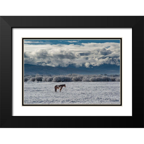 Horse grazing in winter with Bighole Mountains in the distance-Teton Valley-Idaho Black Modern Wood Framed Art Print with Double Matting by Garber, Howie