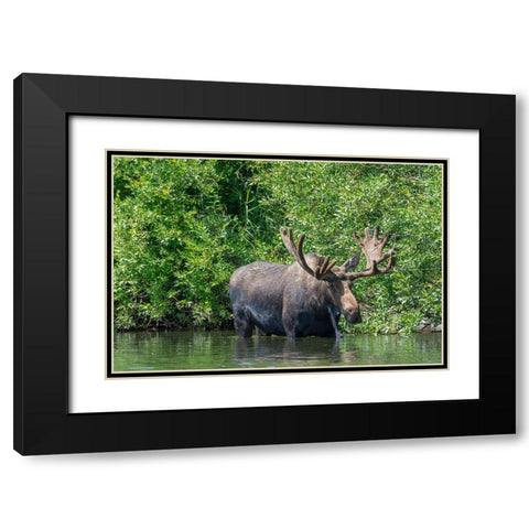 USA-Idaho-Bull Moose in Teton River Black Modern Wood Framed Art Print with Double Matting by Garber, Howie