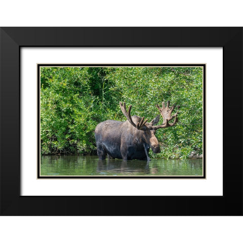 USA-Idaho-Bull Moose in Teton River Black Modern Wood Framed Art Print with Double Matting by Garber, Howie
