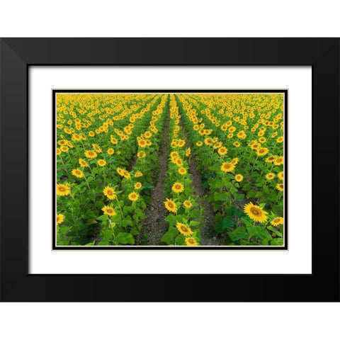 Aerial view of sunflower field Sam Parr State Park-Jasper County-Illinois Black Modern Wood Framed Art Print with Double Matting by Day, Richard and Susan