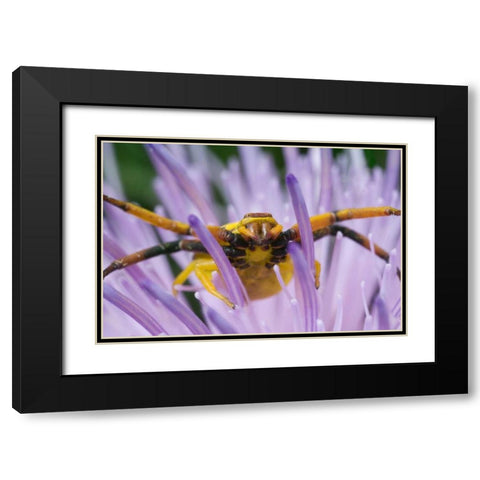 Indiana, River Road Park Yellow crab spider Black Modern Wood Framed Art Print with Double Matting by Kelley, David