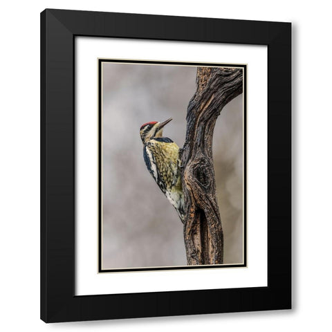 Bird-Yellow-bellied sapsucker in winter-Kentucky Black Modern Wood Framed Art Print with Double Matting by Jones, Adam