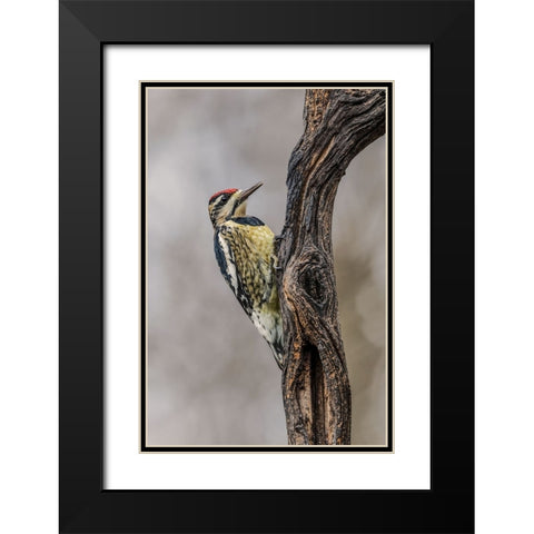 Bird-Yellow-bellied sapsucker in winter-Kentucky Black Modern Wood Framed Art Print with Double Matting by Jones, Adam