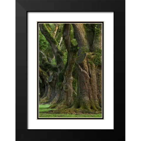 Louisiana, Vacherie A line of old oak trees Black Modern Wood Framed Art Print with Double Matting by Kaveney, Wendy