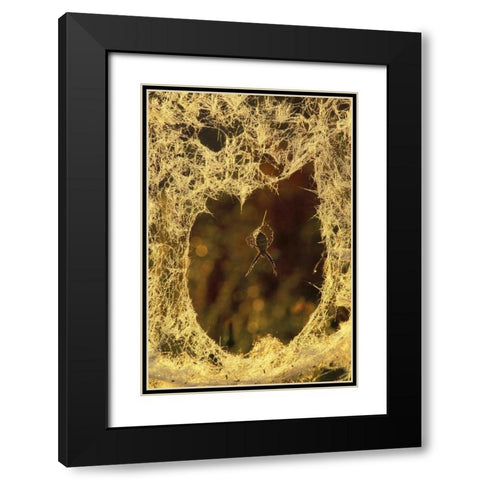 MI, Black-and-yellow argiope spider spinning Black Modern Wood Framed Art Print with Double Matting by Carlson, Mark