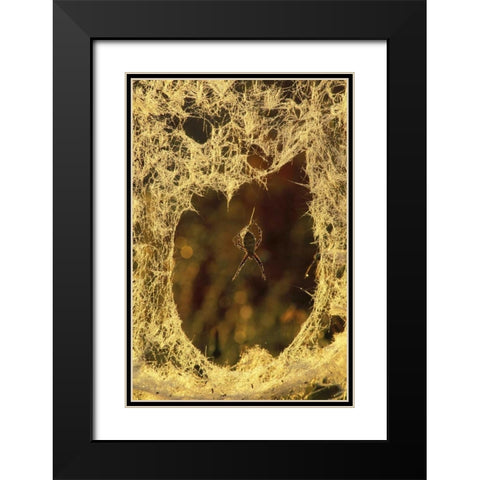 MI, Black-and-yellow argiope spider spinning Black Modern Wood Framed Art Print with Double Matting by Carlson, Mark