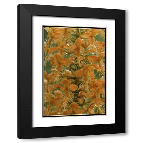 Michigan, Yellow fringed orchid with dew Black Modern Wood Framed Art Print with Double Matting by Carlson, Mark