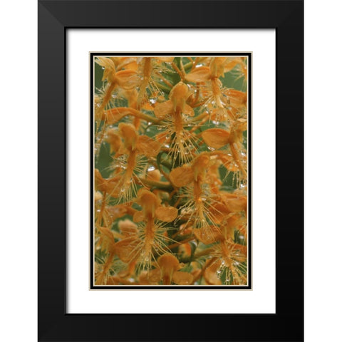 Michigan, Yellow fringed orchid with dew Black Modern Wood Framed Art Print with Double Matting by Carlson, Mark