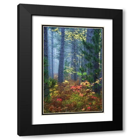 Michigan Fall foliage and pine trees in fog Black Modern Wood Framed Art Print with Double Matting by Rotenberg, Nancy