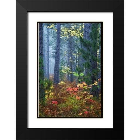 Michigan Fall foliage and pine trees in fog Black Modern Wood Framed Art Print with Double Matting by Rotenberg, Nancy