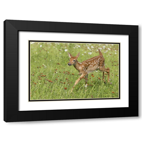 Minnesota White-tailed deer fawn in meadow Black Modern Wood Framed Art Print with Double Matting by Kaveney, Wendy