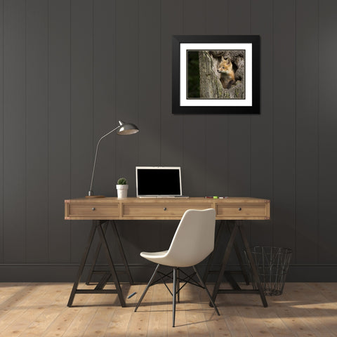 Minnesota, Sandstone Red Fox in a hollow tree Black Modern Wood Framed Art Print with Double Matting by Kaveney, Wendy