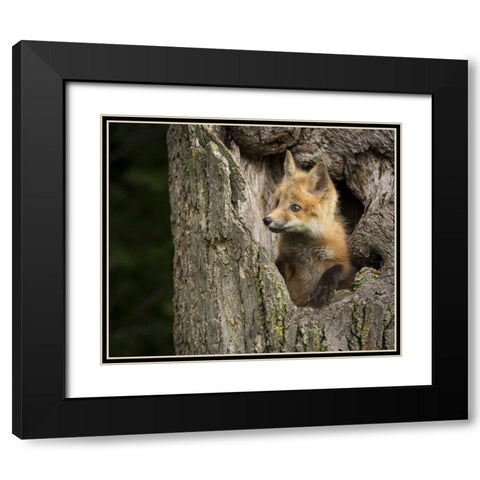 Minnesota, Sandstone Red Fox in a hollow tree Black Modern Wood Framed Art Print with Double Matting by Kaveney, Wendy