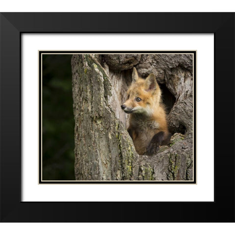 Minnesota, Sandstone Red Fox in a hollow tree Black Modern Wood Framed Art Print with Double Matting by Kaveney, Wendy