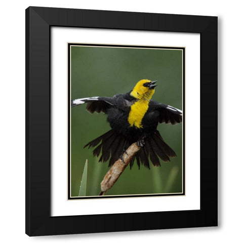 MT, Great Falls Yellow-headed blackbird sings Black Modern Wood Framed Art Print with Double Matting by Morris, Arthur