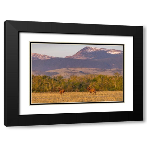 Bull elk in velvet along the Rocky Mountain Front near Choteau-Montana-USA Black Modern Wood Framed Art Print with Double Matting by Haney, Chuck