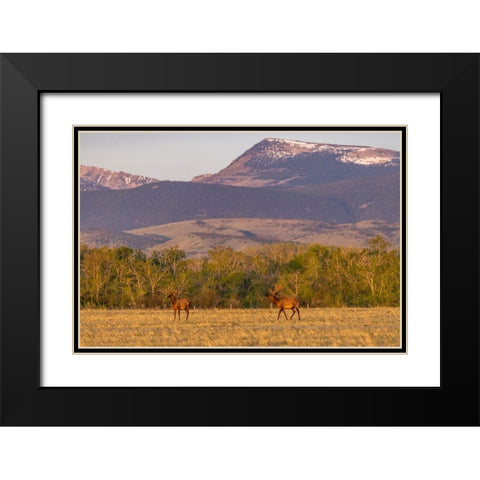 Bull elk in velvet along the Rocky Mountain Front near Choteau-Montana-USA Black Modern Wood Framed Art Print with Double Matting by Haney, Chuck