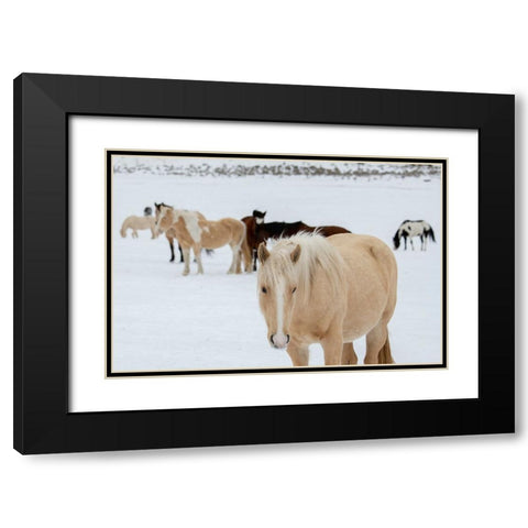 USA-Montana-Gardiner Horses with winter coats in snow Black Modern Wood Framed Art Print with Double Matting by Hopkins, Cindy Miller