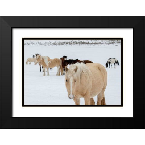 USA-Montana-Gardiner Horses with winter coats in snow Black Modern Wood Framed Art Print with Double Matting by Hopkins, Cindy Miller