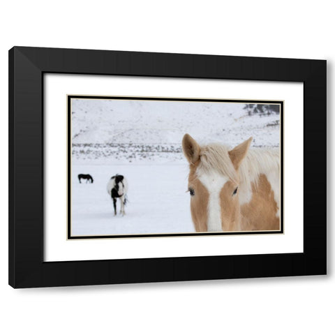 USA-Montana-Gardiner Palomino paint horse with shaggy winter coats in snow Black Modern Wood Framed Art Print with Double Matting by Hopkins, Cindy Miller