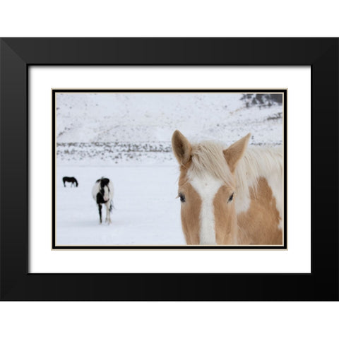 USA-Montana-Gardiner Palomino paint horse with shaggy winter coats in snow Black Modern Wood Framed Art Print with Double Matting by Hopkins, Cindy Miller