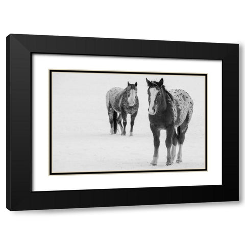 USA-Montana-Gardiner Appaloosa horses in winter snow Black Modern Wood Framed Art Print with Double Matting by Hopkins, Cindy Miller