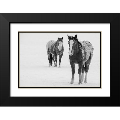 USA-Montana-Gardiner Appaloosa horses in winter snow Black Modern Wood Framed Art Print with Double Matting by Hopkins, Cindy Miller