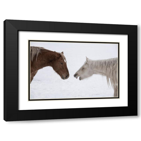 USA-Montana Gardiner Palomino and sorrel-with shaggy winter coat-nose to nose Black Modern Wood Framed Art Print with Double Matting by Hopkins, Cindy Miller