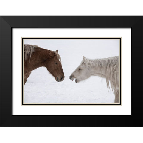 USA-Montana Gardiner Palomino and sorrel-with shaggy winter coat-nose to nose Black Modern Wood Framed Art Print with Double Matting by Hopkins, Cindy Miller