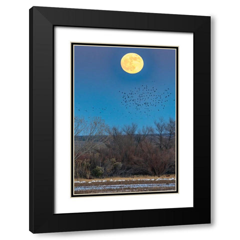 USA-New Mexico-Bosque Del Apache National Wildlife Refuge-Full moon rising and flying blackbirds Black Modern Wood Framed Art Print with Double Matting by Jaynes Gallery