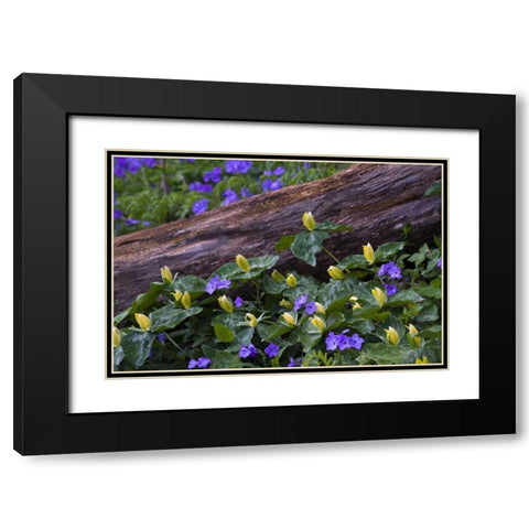 NC, Great Smoky Mts Spring flowers by a log Black Modern Wood Framed Art Print with Double Matting by Rotenberg, Nancy